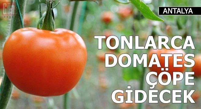 TIR lardaki tonlarca domates çöpe gidecek