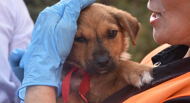 Taksicinin ezdiği yavru köpek iyileşti