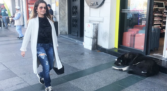 Taksim de o köpek yine ısırdı