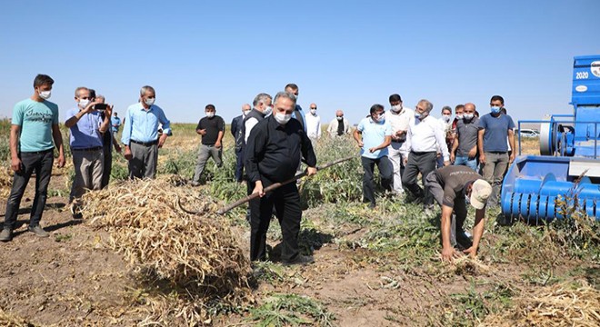 Talas'ta kuru fasulye hasadı yapıldı