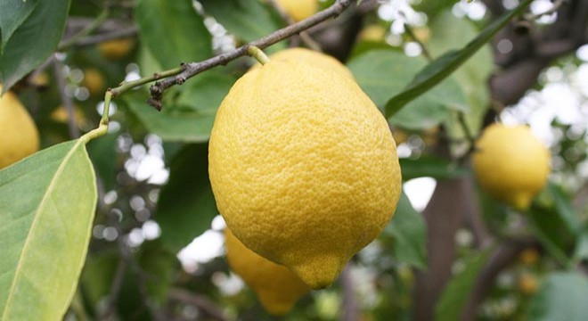 Talep arttı, limon dalında 4 liraya yükseldi