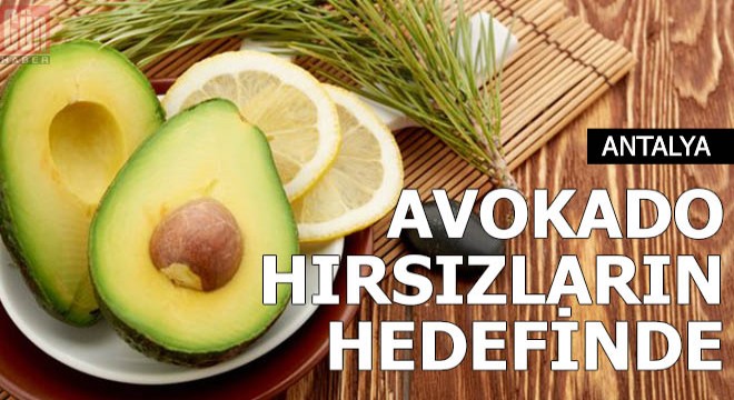 Tanesi 10 liradan satılan avokado, hırsızların hedefi oldu