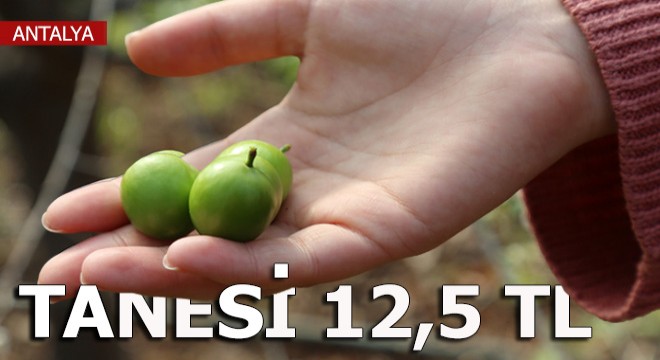 Tanesi 12,5 lira