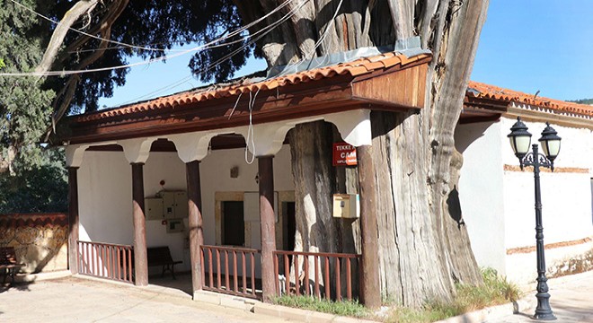 Tarihi cami ile bahçesindeki anıt ağaç iç içe
