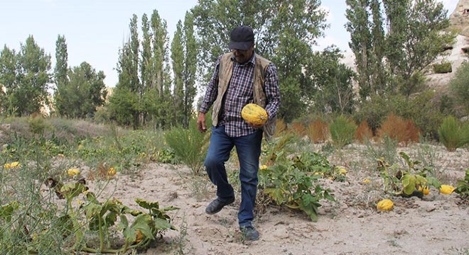 Tarihi vadide güvercin gübresiyle sebze yetiştiriyor