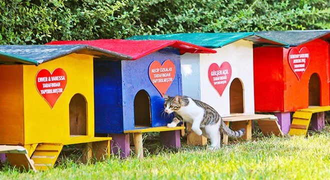 Tarihi Saat Kulesi nin yanındaki kedi evleri kaldırıldı