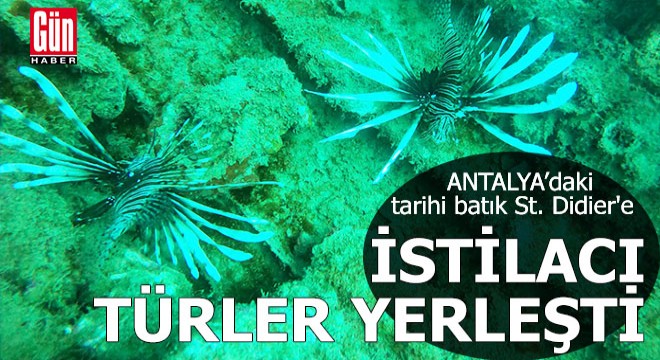 Tarihi batık St. Didier e istilacı türler yerleşti