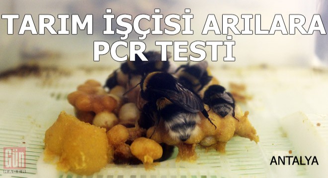 Tarım işçisi arılara, seralara girmeden PCR testi
