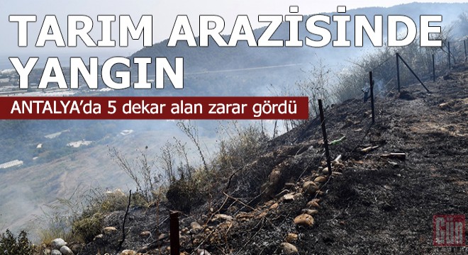 Tarım arazisinde yangın