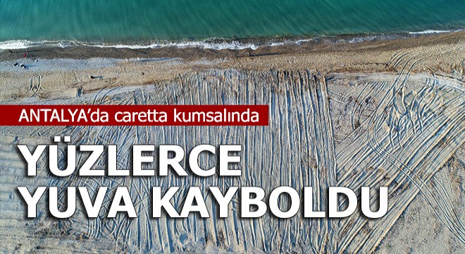Tarla gibi sürülen caretta kumsalında yüzlerce yuva kayboldu