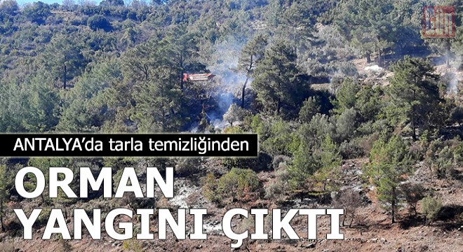 Tarla temizliğinden orman yangını çıktı