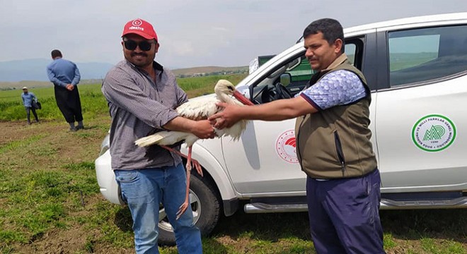 Tarlada bulunan leylek tedaviye alındı