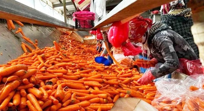 Tarladan markete fiyat uçurumunun şampiyonu havuç