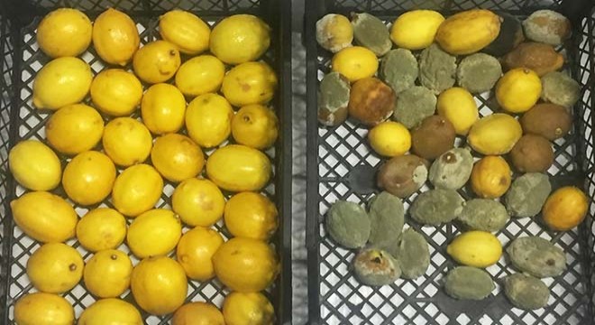 Tarladan sofraya 'Türk' koruması
