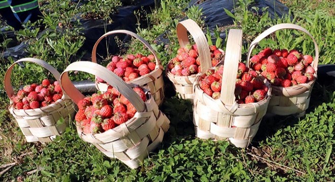 Tarladayken alıcı bulan Osmanlı çileğinde hasat başladı