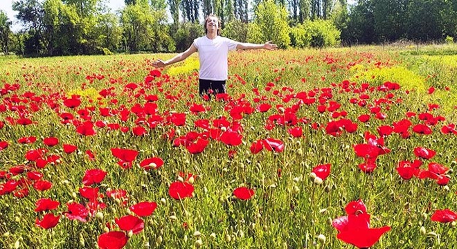 Tarlalarda gelincik güzelliği