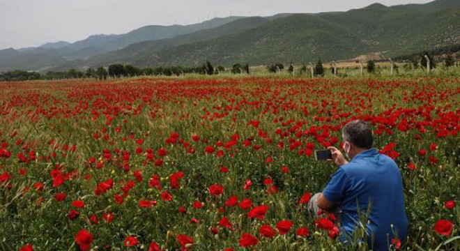 Tarlalarda gelincik güzelliği