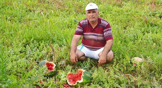 Tarlaya giren domuz sürüsü, 200 kilo karpuzu parçaladı
