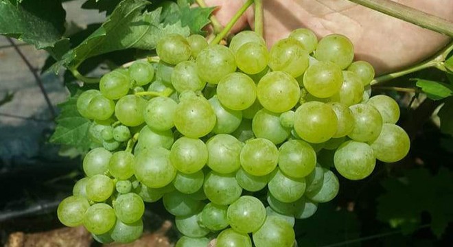 Tarsus beyazı üzüm çeşidine ortak çalışma