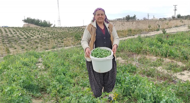 Tarsus'ta bezelye hasadı, 2 ay erken başladı