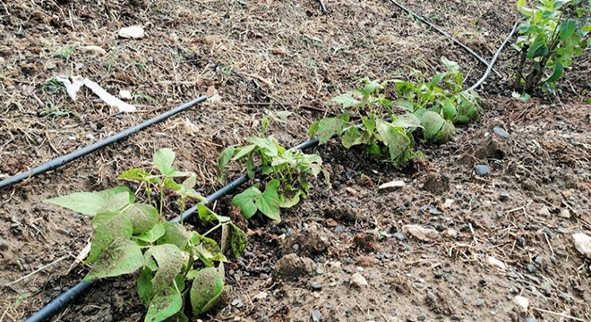 Tarsus'ta etkili olan dolu, meyve bahçelerine zarar verdi