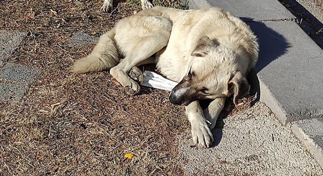 Tavuk ciğeri verilerek zehirlenen kedi ve köpek öldü