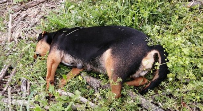 Tavuk etiyle zehirlenen 3 köpek öldü