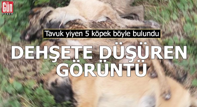 Tavuk yiyen 5 köpek böyle bulundu