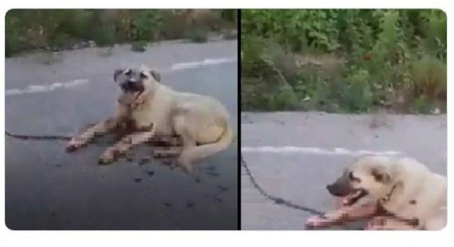 Tavuklara saldırdı diye köpeğini çekicinin arkasında sürükledi