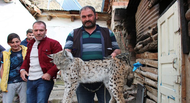 Tavukları öldüren vaşak, uyuşturucu iğneyle yakalandı