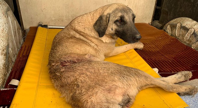 Tavukları yediği için tüfekle vurulan köpek tedaviye alındı