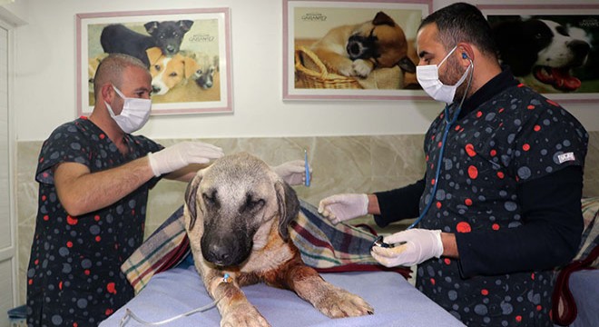 Tavuklarını yediğini iddia ettiği 2 köpeği tüfekle vuruldu