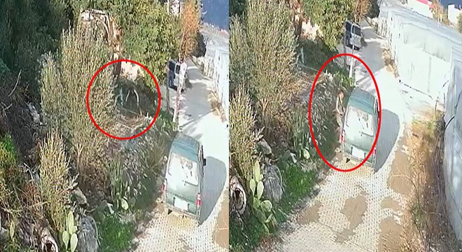 Tavus kuşu hırsızlığı kamerada