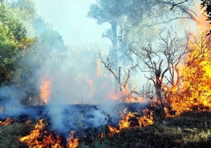 9 aylık orman yangın raporu