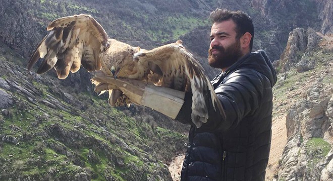 Tedavi edilen 3 kızıl şahin doğaya salındı
