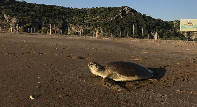 Tedavi edilen caretta caretta, denize bırakıldı