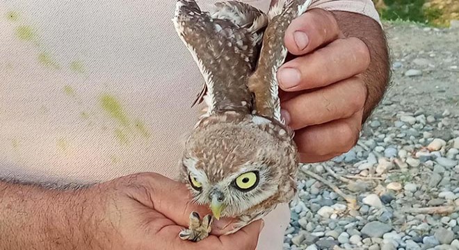 Tedavileri tamamlanan 5 yabani kuş doğaya bırakıldı