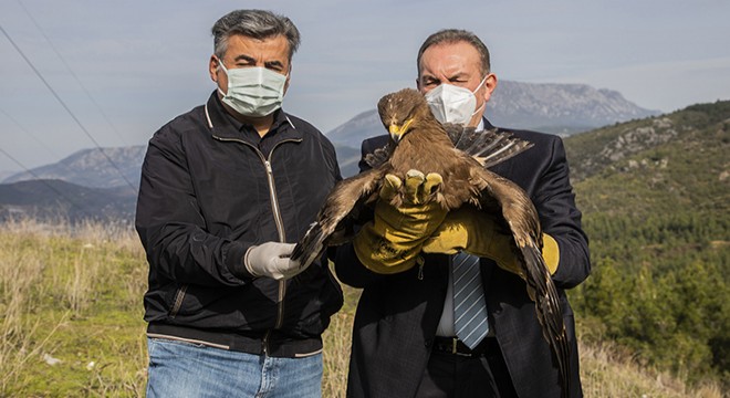 Tedavileri tamamlanan kartal ve 2 şahin, doğaya salındı