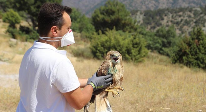 Tedavileri tamamlanan kaya kartalı ve kızıl şahin doğaya salındı