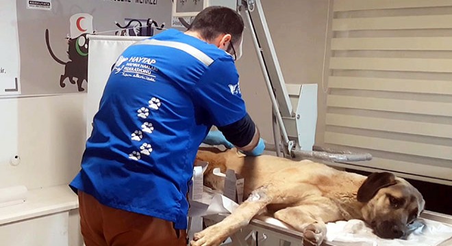 Yaralı köpeği özel harekatçılar sahiplendi