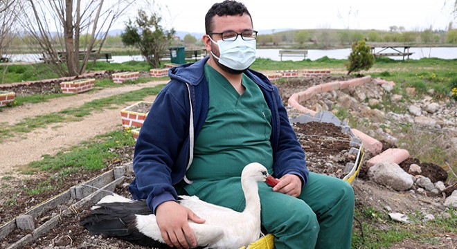 Tedavisi tamamlanan pelikan ve leylek doğaya salındı