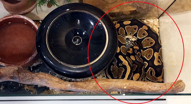 Tefeciler, senedi imzalamayanların üzerine piton bırakmışlar