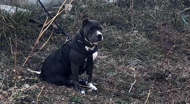 Tehlikeli köpekleri besleyen 9 kişiye ceza