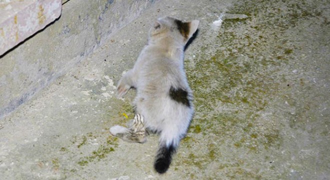 Tekerleğe sıkışan yavru kediyi itfaiye kurtardı