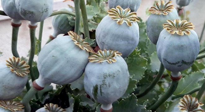 Tekirdağ'da 500 kapsül haşhaş ele geçirildi
