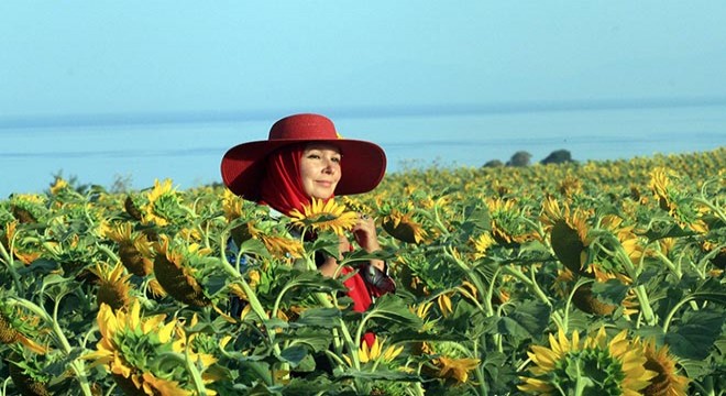 Tekirdağ'da ayçiçeği tarlasında foto safari