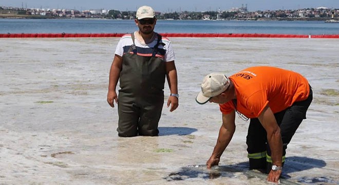 Tekirdağ'da deniz salyası temizliği