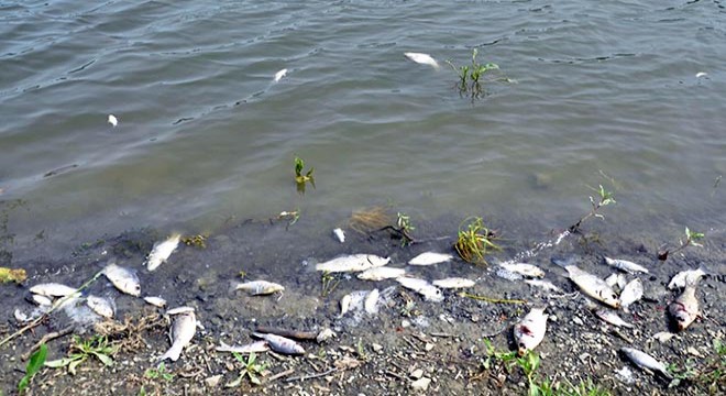 Tekirdağ'ın Çokal Barajı'nda balık ölümleri