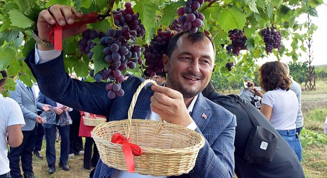 Tekirdağ da bağ bozumu heyecanı