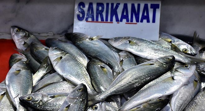 Tekirdağlı balıkçılar, Karadeniz'de 20 ton sarıkanat yakaladı